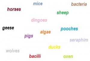 Spelling plurals  Spelfabet